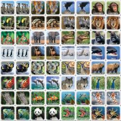 Animal Planet Matching Game