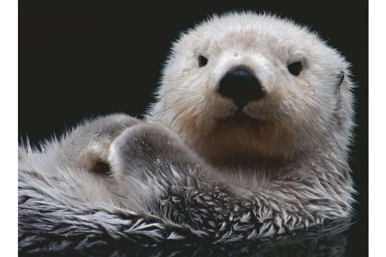 Adorable Little Otter Jigsaw Puzzle 500pc