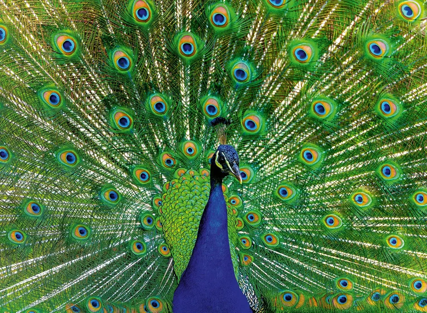 Peacock Jigsaw Puzzle 500pc