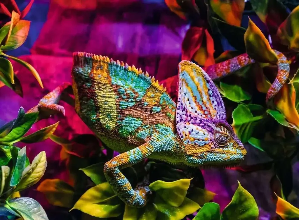 Chameleon Jigsaw Puzzle 500pc