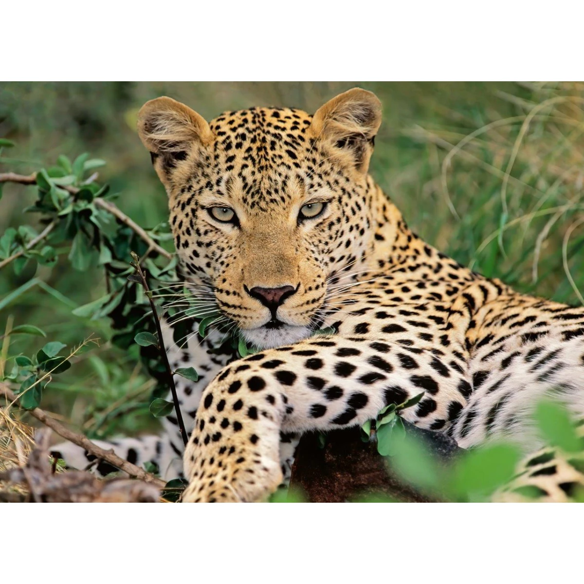 Ravensburger: Lounging Leopard 100pc
