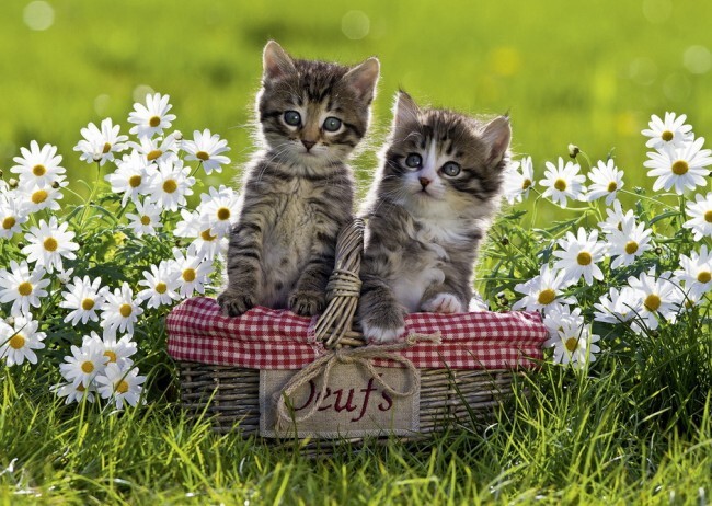 Ravensburger: Picnic in the Meadow Puzzle 1000pc