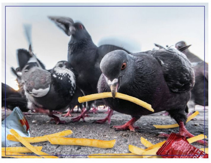 Doing Things - Birds Prank Puzzle 300 pieces