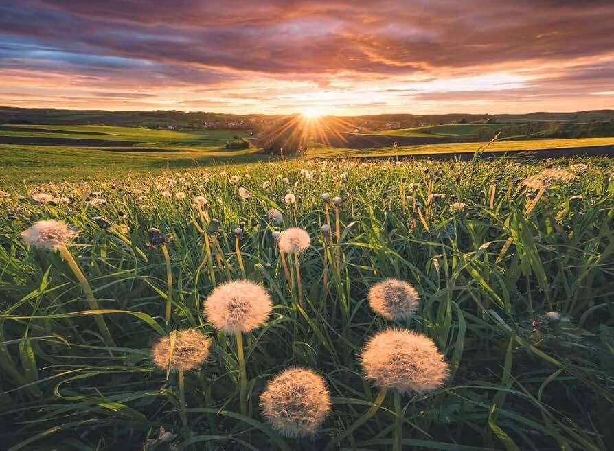 Ravensburger - Dandelions At Sunset Puzzle 500p