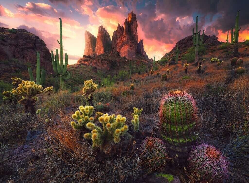 Ravensburger - Cactus 500p