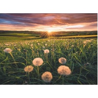 Ravensburger - Dandelions At Sunset Puzzle 500p