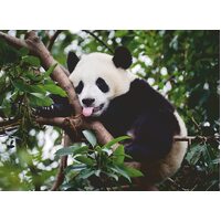 Ravensburger: Panda Bear 500pc