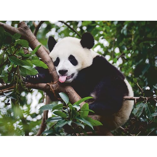 Ravensburger: Panda Bear 500pc